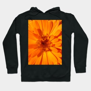 Calendula Hoodie